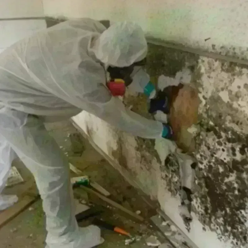 Mold Remediation and Removal in Toledo, IL